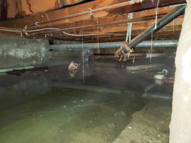 Best Carpet water damage restoration  in Everett, WA