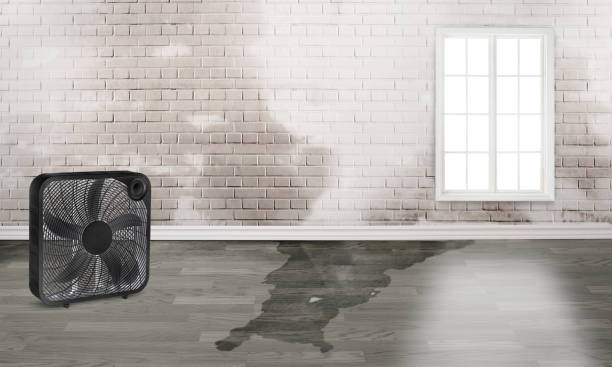 Best Basement water damage restoration  in Everett, WA
